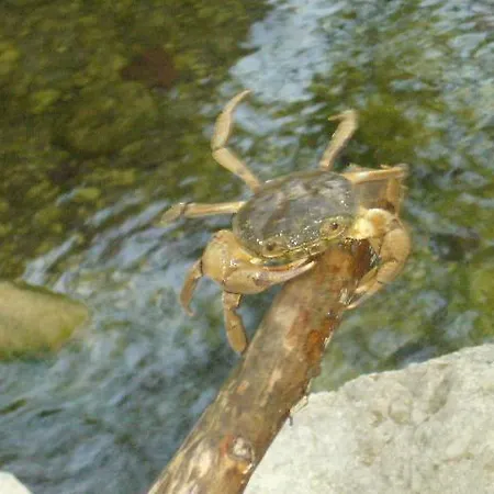 Vuno